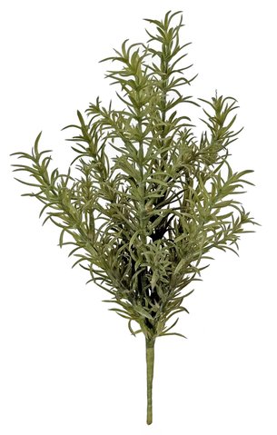 shishi Rosmarin bush grey-green 30cm