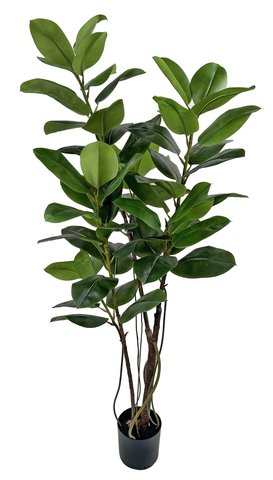 shishi Rubber tree green 180cm