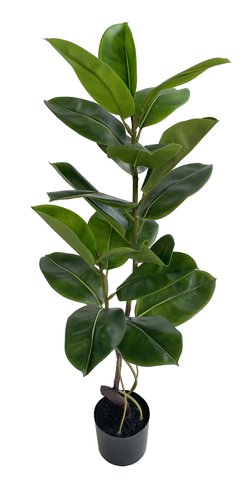 shishi Rubber tree in pot green 120cm