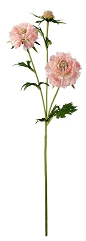 shishi Scabiosa pink 72cm