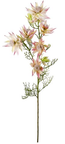 shishi Serruria stem pink-cream 68cm
