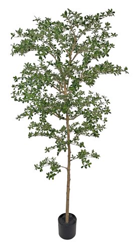 shishi Shady lady green potted 240cm