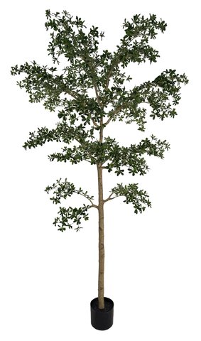 shishi Shady lady green potted 280cm