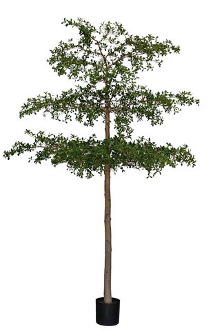 shishi Shady lady green potted 340cm