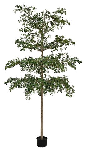 shishi Shady lady green potted 400cm