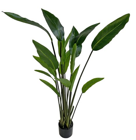 shishi Strelizia plant in pot green 1 3m