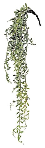 shishi Succulent hanging 95cm