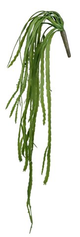 shishi Succulent hanging green 100cm