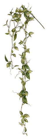 shishi Tradescantia zebrina green 104cm