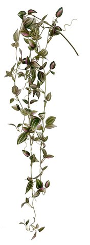 shishi Tradescantia zebrina pink 104cm