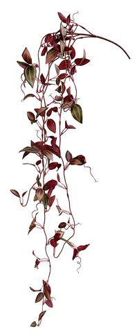 shishi Tradescantia zebrina purple 104cm