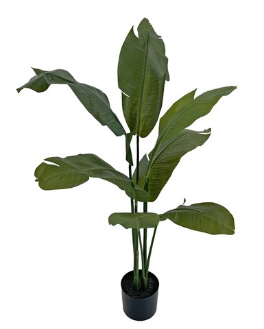 shishi Traveler plant green potted 120cm