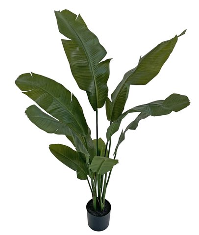 shishi Traveler plant green potted 150cm