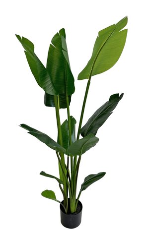 shishi Traveller palm in pot green 1 3m