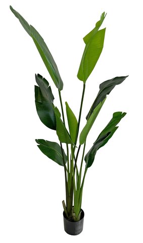 shishi Traveller palm in pot green 1 65m