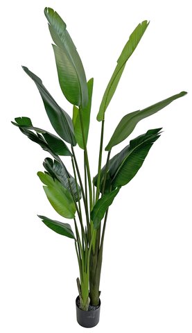 shishi Traveller palm in pot green 1 85m