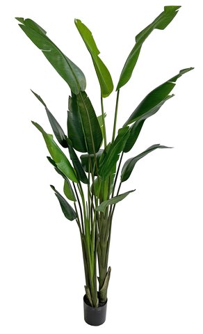 shishi Traveller palm in pot green 2 4m