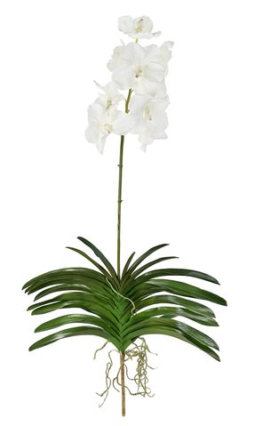 shishi Vanda orchid plant white 115cm