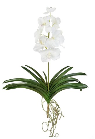 shishi Vanda orchid plant white 65cm