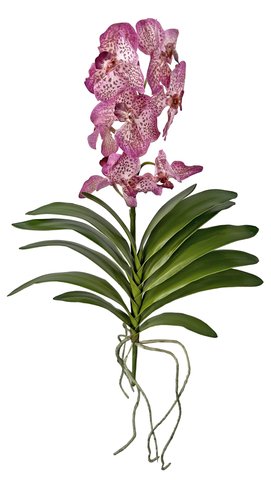shishi Vanda plant purple 65cm