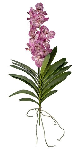 shishi Vanda plant purple 86cm