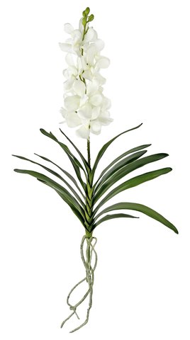 shishi Vanda plant white 61cm