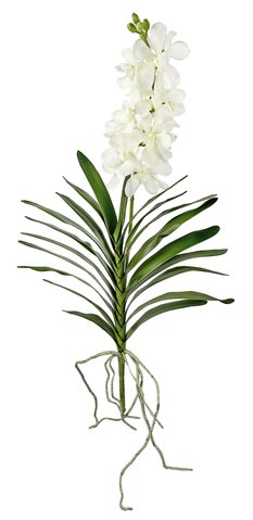shishi Vanda plant white 76cm