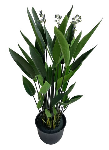 shishi Water canna plant 1 3m