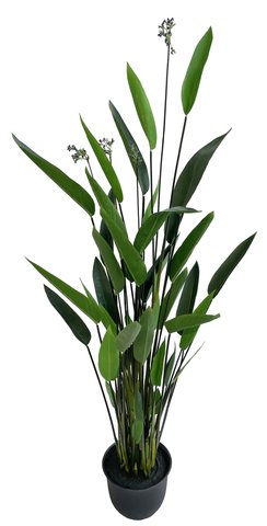 shishi Water canna plant 2m