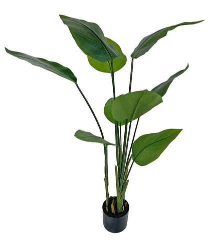 shishi Water canna plant green potted 130cm