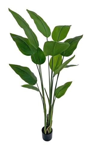 shishi Water canna plant green potted 180cm