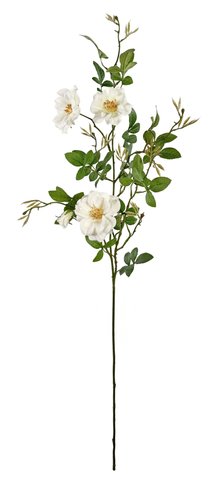 shishi Wild rose cream 1m