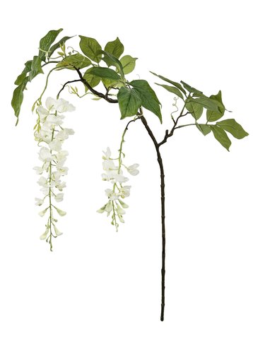 shishi Wisteria white 125cm