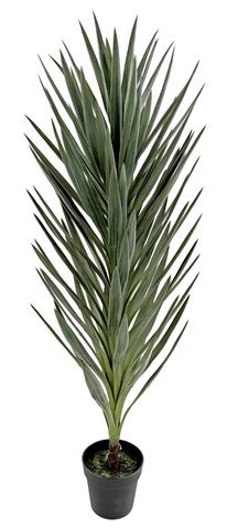 shishi Yucca grey green in pot 145cm