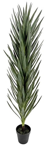 shishi Yucca grey green in pot 185cm