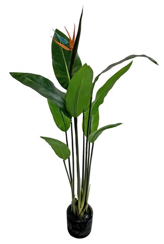 shishi Strelizia plant flowering in pot green orange 1 1m