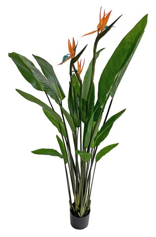 shishi Strelizia plant flowering in pot green orange 1 6m
