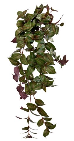 shishi Tradescantia zebrina hanging purple green 85cm