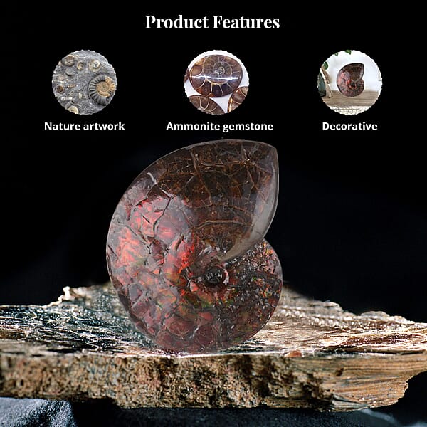 Shop Lc AAA Grade Ammonite Rare Specimen (11 Lbs) Large Ammonite Fossil For Home And Office Decor Gemstone Decorative Table Centerpiece