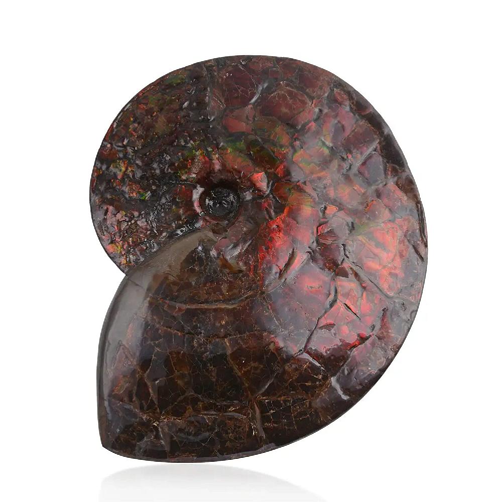 shop lc AAA Grade Ammonite Rare Specimen (11 Lbs) Large Ammonite Fossil for Home and Office Decor Gemstone Decorative Table Centerpiece
