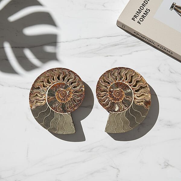 Shop Lc Ammonite Pair 7 Inch To 8 Inch 5896ctw