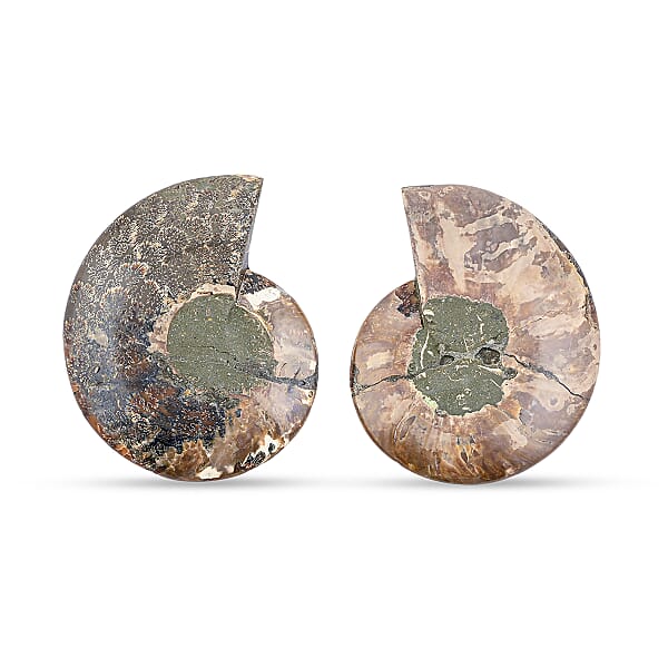 Shop Lc Ammonite Pair 7 Inch To 8 Inch 5896ctw