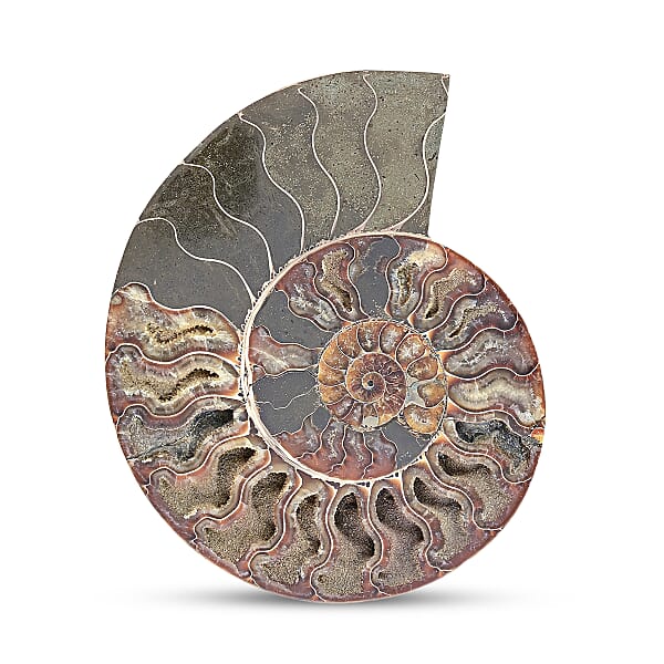 Shop Lc Ammonite Pair 7 Inch To 8 Inch 5896ctw