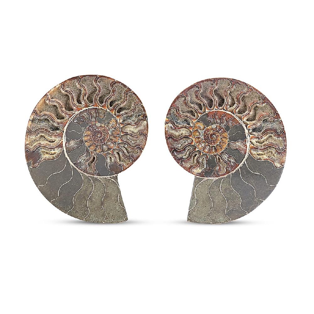 shop lc Ammonite Pair 7 Inch To 8 Inch 5896ctw