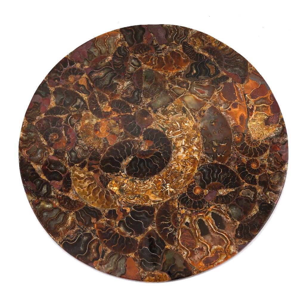 shop lc Ammonite Plate 8 Inch To 9 Inch 4082ctw