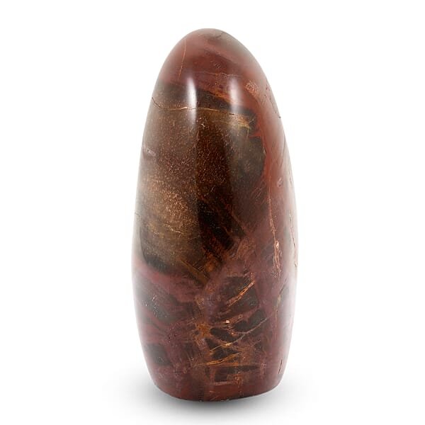 Shop Lc Petrified Wood Freeform -Small 1345ctw