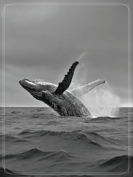 signs 4 fun Breeching Whale Magnet