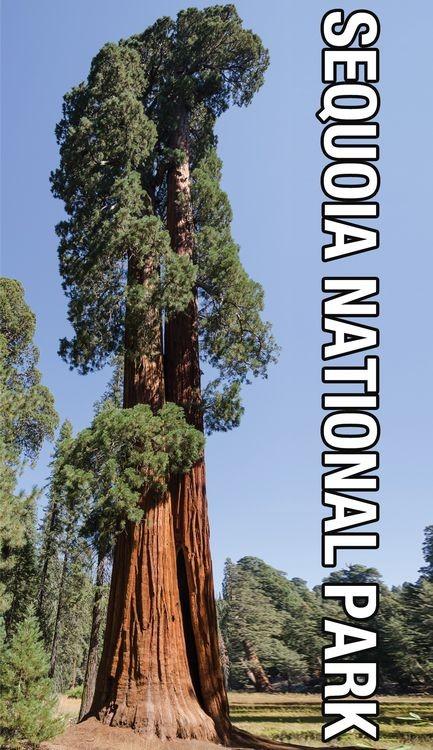 signs 4 fun CA Sequoia National Park Sticker