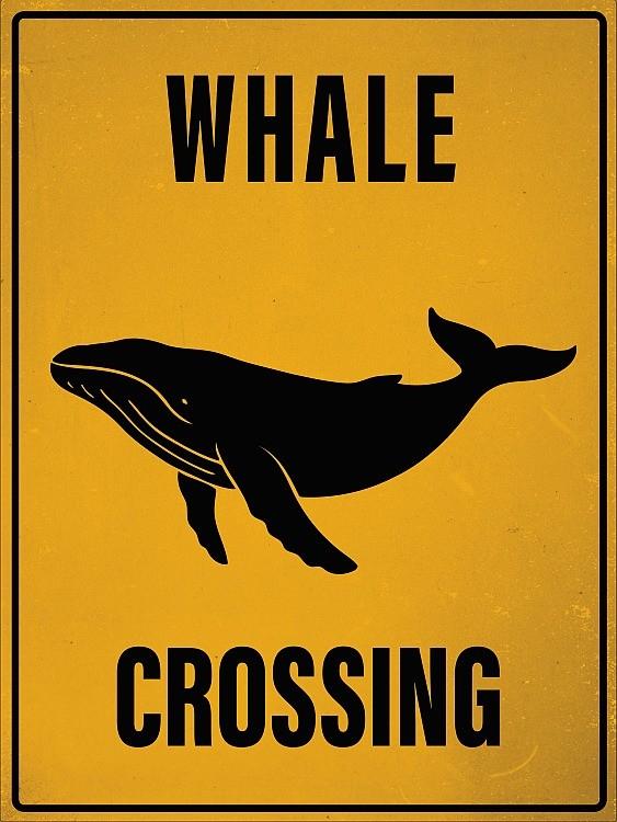 signs 4 fun Crossing - Whale Magnet