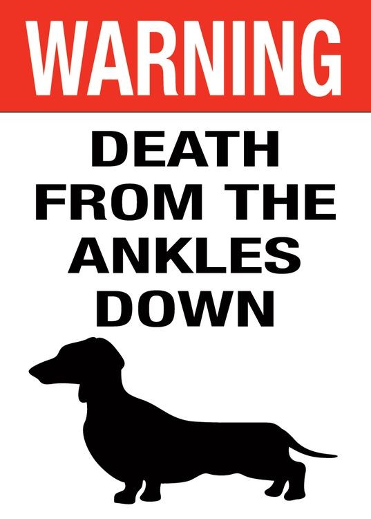 signs 4 fun Dog Ankle Biter Magnet